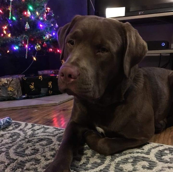 Meet your Posher, Nerida - Picture 1 of 1